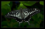 Asian Swallowtail