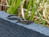 Common Lizard