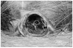 Grey Seal in Winter Dunes 2