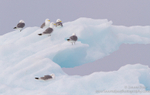 Kittiwakes on ice floe