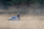 mute swan cygnus olar-5815