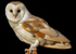 Barn Owl109