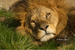African Lion - Bailey