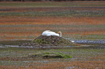 Whooper Swans