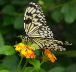 Tree Nymph Butterfly