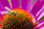 Hoverfly - 6019