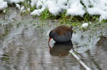 Water Rail