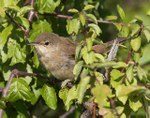 Reed Warbler perched in a bush at Otmoor