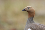 Ruddy-headed Goose head close view, Carcass Island, Falklands