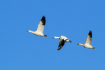Snow Goose family in flight, Bosque del Apache, New Mexico