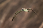 Blue-footed Booby hovering, Brujo Hill, San Cristobal, Galapagos