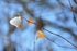 Snowy Leaf
