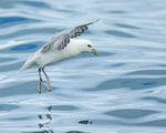 Fulmar landing on water, Grundarfjörður, Iceland