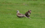 Common Buzzard & Red Kite