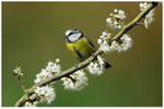 Blue Tit on Blossom