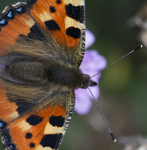 BUTTERFLIES portfolio