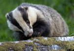 BADGER 3