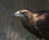 GOLDEN EAGLE (ref GE 04/11)