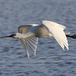 Eurasian Spoonbill (Platalea leucorodia) Ad