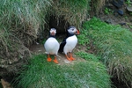 Puffins