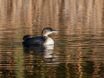 Great Northern Diver