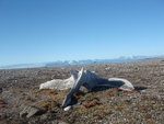 Whale bone 2402