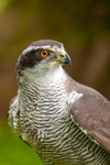 Goshawk Accipiter gentilis-9946