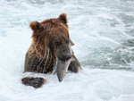 Brown Bear surfaces with salmon after snorkelling, Brooks Falls