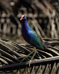 Purple Gallinule, Costa Rica