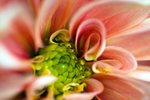 Flower - 1073