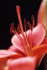 Lily 1