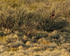 Northern Harrier hunting, Bosque del Apache, New Mexico