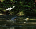 Little Blue Heron (immature), Panama