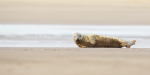 Grey Seal Pup