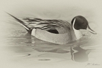 Pintail 79-2634