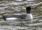 Black-throated Diver