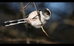 Long Tailed Tit