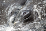 The eye of a gray whale