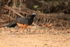 Bare-faced Curassow (female), Porto Jofre, Mato Grosso, Brazil