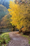 Late Autumn Colours No.1