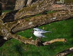 Black-headed Gull
