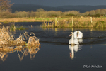 Mute Swans at a waterlogged Ecos