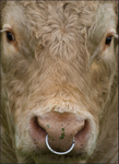 Portrait fo a Bull