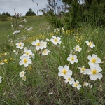 Apennine Rockrose (Helianthemum appeninum)