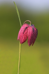 Snakes Head Fritilary