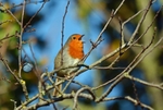 Robin