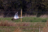 Lift-off of the Great Bustard from Big Otmoor