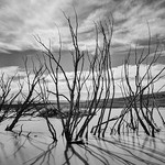 Dead Trees