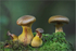 Bolete cluster