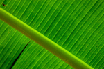 Banana-1020